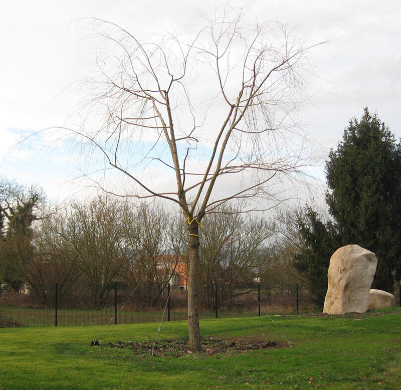 Jardinier, élagueur : élagage, abattage arbre et taille-haie autour de Colmar Riedisheim 6